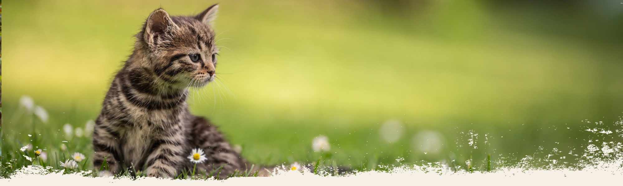 Katze