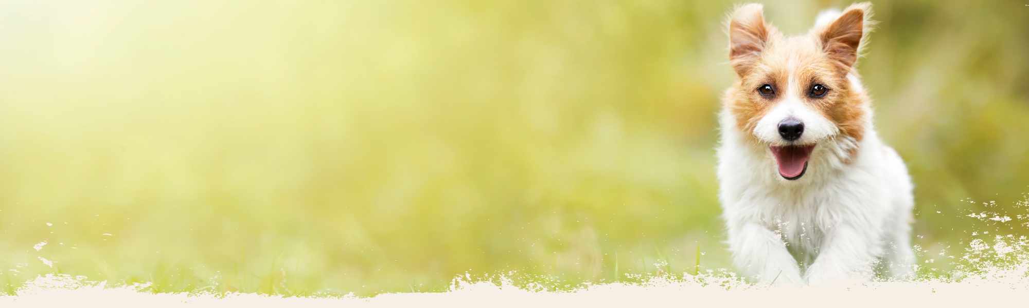Hundecoaching